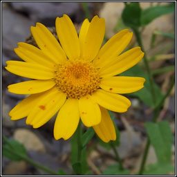 Corn Marigold, Glebionis segetum, Bu��n