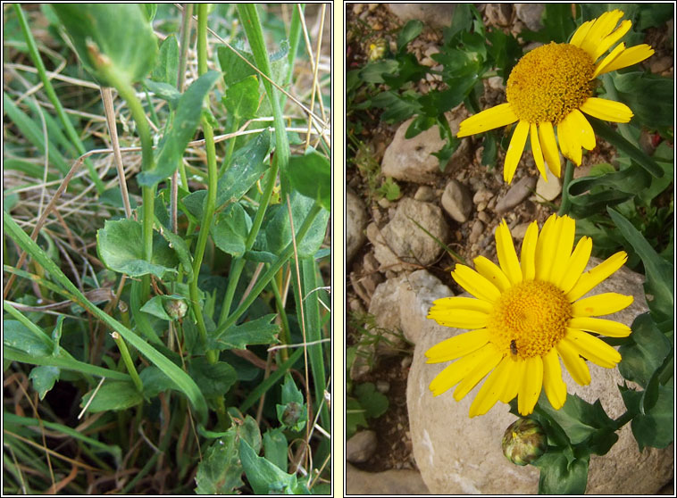 Corn Marigold, Chrysanthemum segetum, Bu��n
