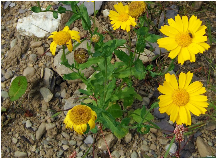 Corn Marigold, Chrysanthemum segetum, Bu��n