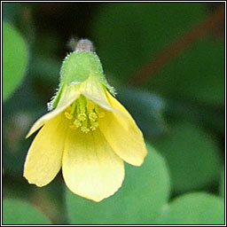 Procubent Yellow-sorrel, Oxalis corniculata, Seams�g bhu�