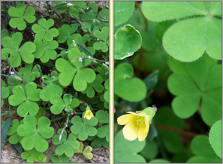 Procubent Yellow-sorrel, Oxalis corniculata, Seams�g bhu�