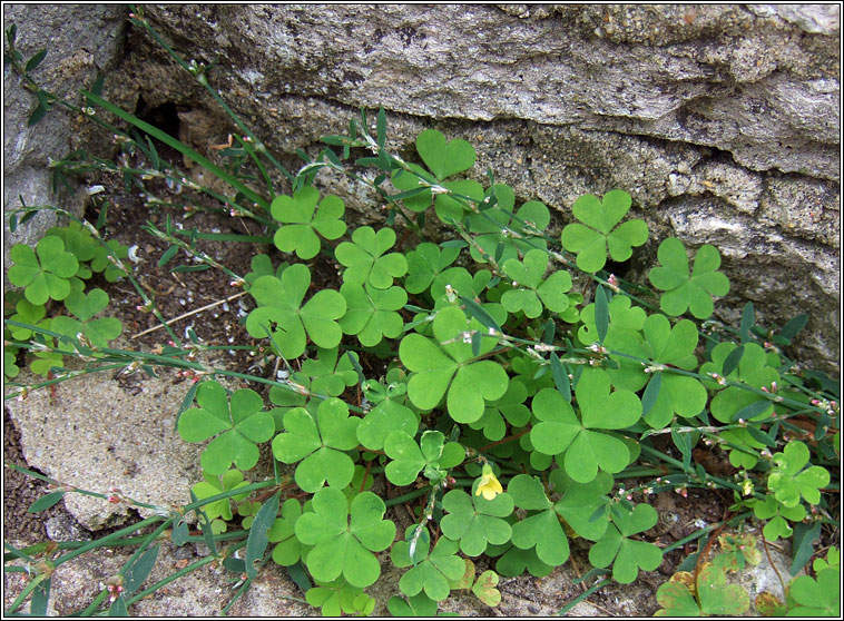 Procubent Yellow-sorrel, Oxalis corniculata, Seams�g bhu�