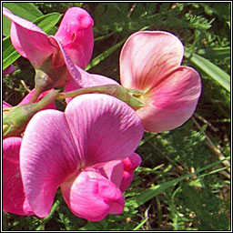 Broad-leaved Everlasting Pea, Lathyrus latifolius, Peasair�n leathanduilleach