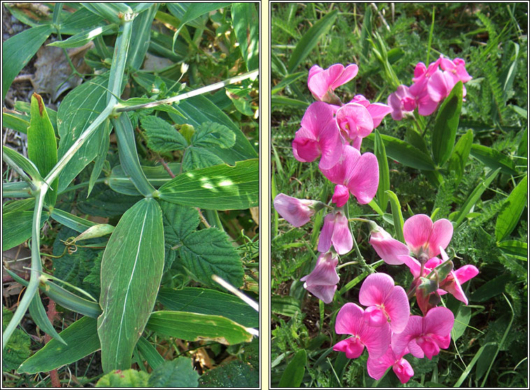 Broad-leaved Everlasting Pea, Lathyrus latifolius, Peasair�n leathanduilleach