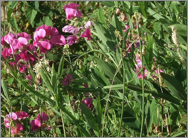 Broad-leaved Everlasting Pea, Lathyrus latifolius, Peasair�n leathanduilleach