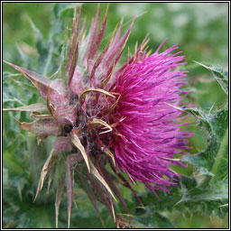 Musk Thistle, Carduus nutans, Feochad�n crom