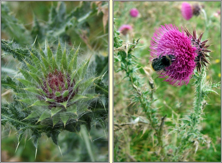 Musk Thistle, Carduus nutans, Feochad�n crom