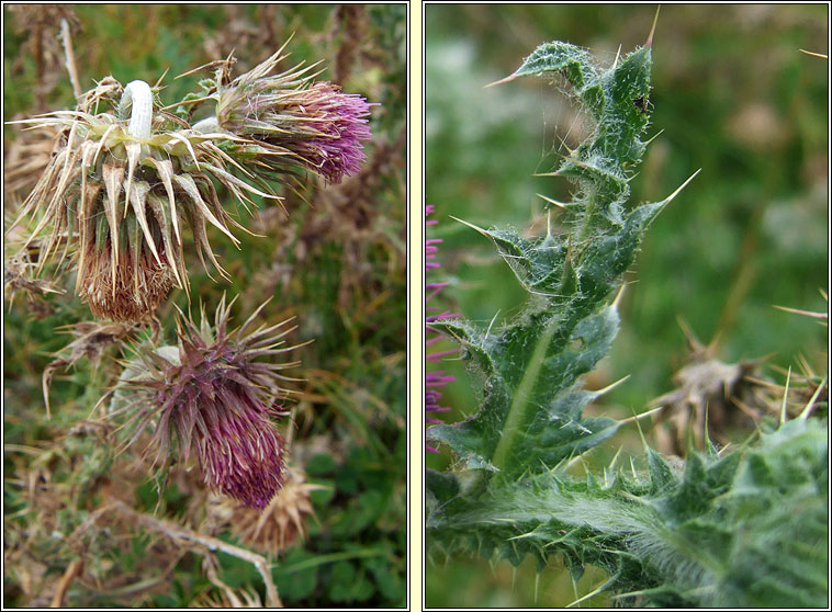 Musk Thistle, Carduus nutans, Feochad�n crom