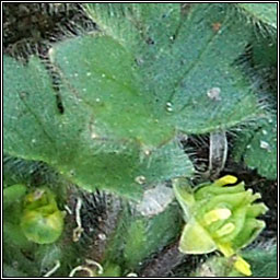 Small-flowered Buttercup, Ranunculus parviflorus, Fearb�n beag