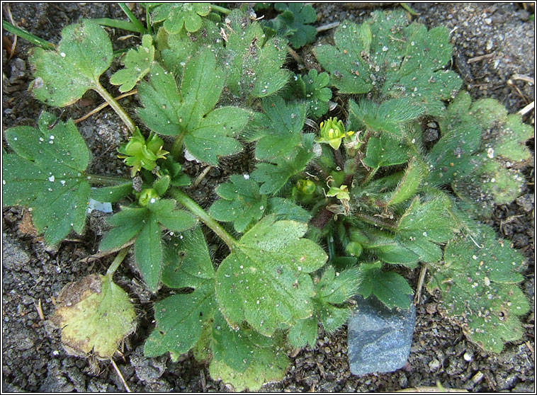 Small-flowered Buttercup, Ranunculus parviflorus, Fearb�n beag