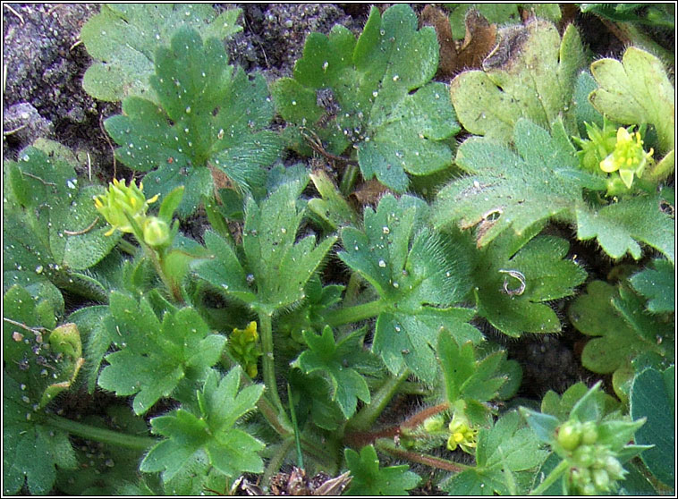 Small-flowered Buttercup, Ranunculus parviflorus, Fearb�n beag