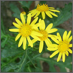 Oxford Ragwort, Senecio squalidus, Buachal�n Pheadair
