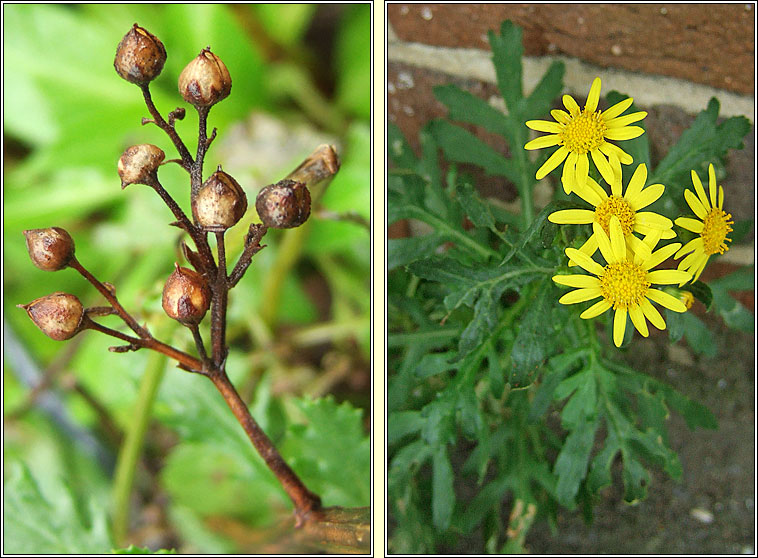 Oxford Ragwort, Senecio squalidus, Buachal�n Pheadair