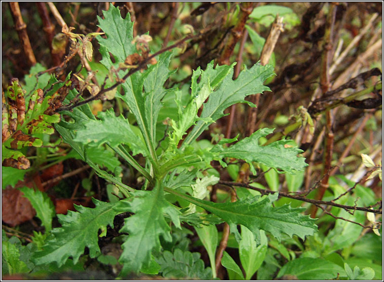 Oxford Ragwort, Senecio squalidus, Buachal�n Pheadair