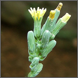 Prickly Lettuce, Lactuca serriola, Leit�s cholgach