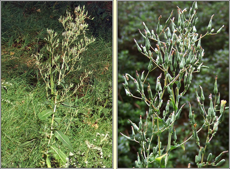 Prickly Lettuce, Lactuca serriola, Leit�s cholgach