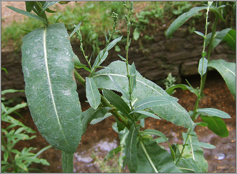 Prickly Lettuce, Lactuca serriola, Leit�s cholgach