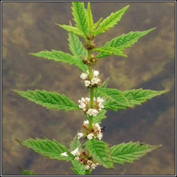 Gipsywort, Lycopus europaeus, Feor�n corraigh