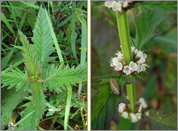 Gipsywort, Lycopus europaeus, Feor�n corraigh