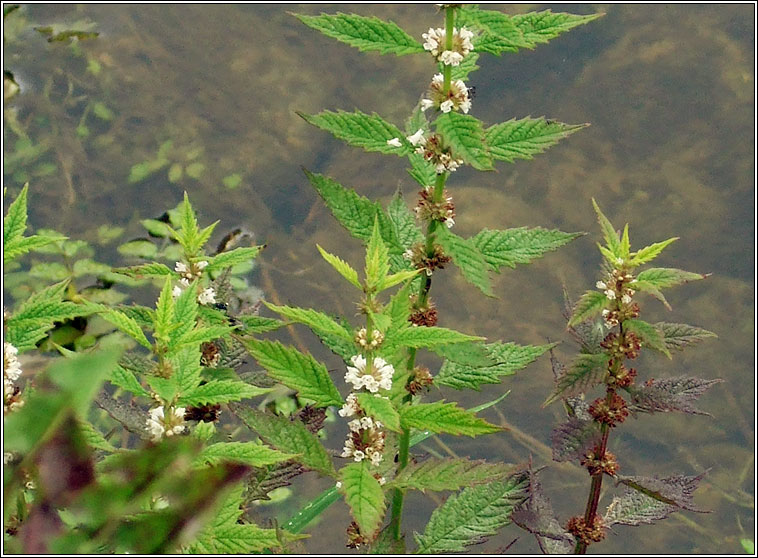 Gipsywort, Lycopus europaeus, Feor�n corraigh