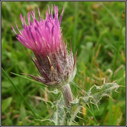 Welted Thistle, Carduus crispus, Feochad�n reangach