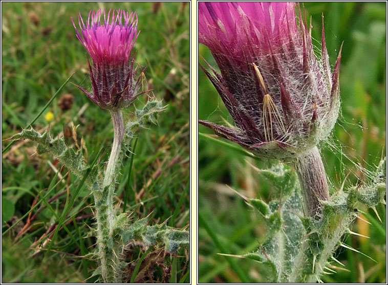 Welted Thistle, Carduus crispus, Feochad�n reangach