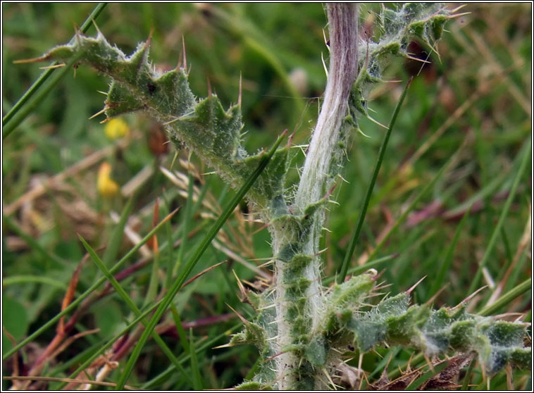 Welted Thistle, Carduus crispus, Feochad�n reangach