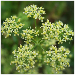 Garden Parsley, Petroselinum crispum, Peirsil gharra�