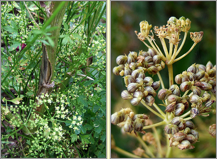 Garden Parsley, Petroselinum crispum, Peirsil gharra�