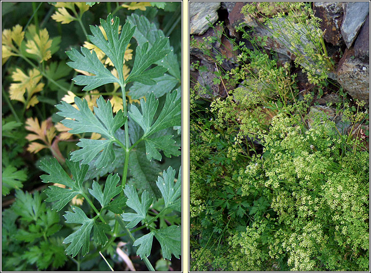 Garden Parsley, Petroselinum crispum, Peirsil gharra�