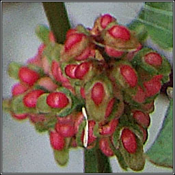 Clustered Dock, Rumex conglomeratus, Cop�g thriopallach