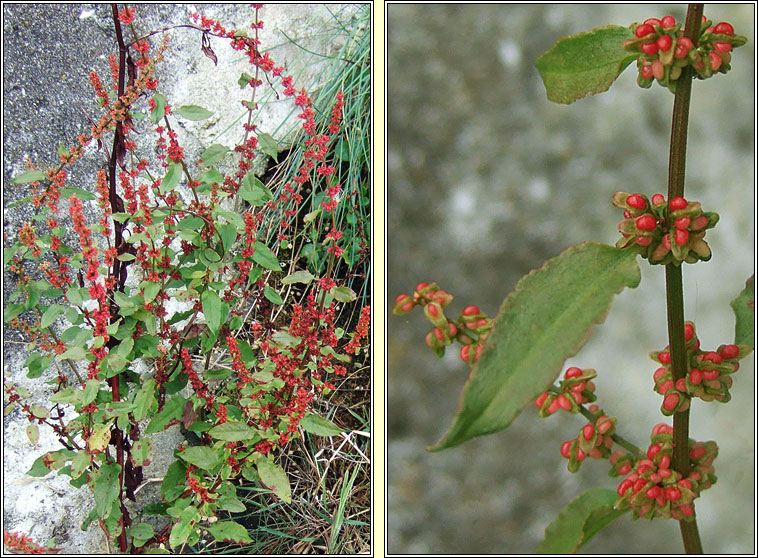 Clustered Dock, Rumex conglomeratus, Cop�g thriopallach