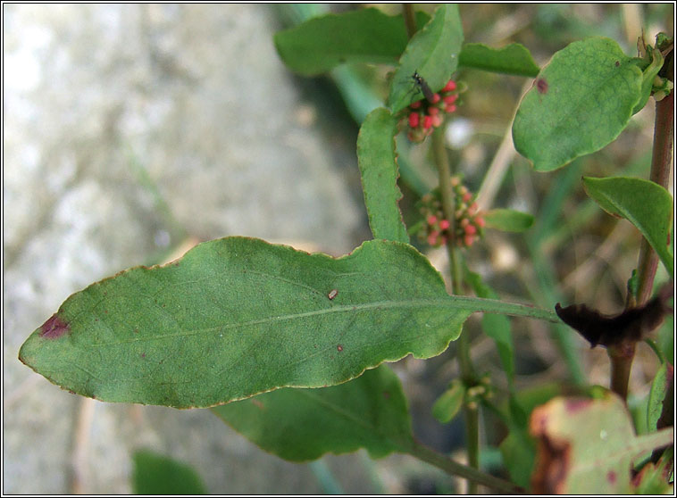 Clustered Dock, Rumex conglomeratus, Cop�g thriopallach