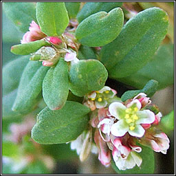 Equal-leaved Knotgrass, Polygonum arenastrum, Gl�ineach ghainimh