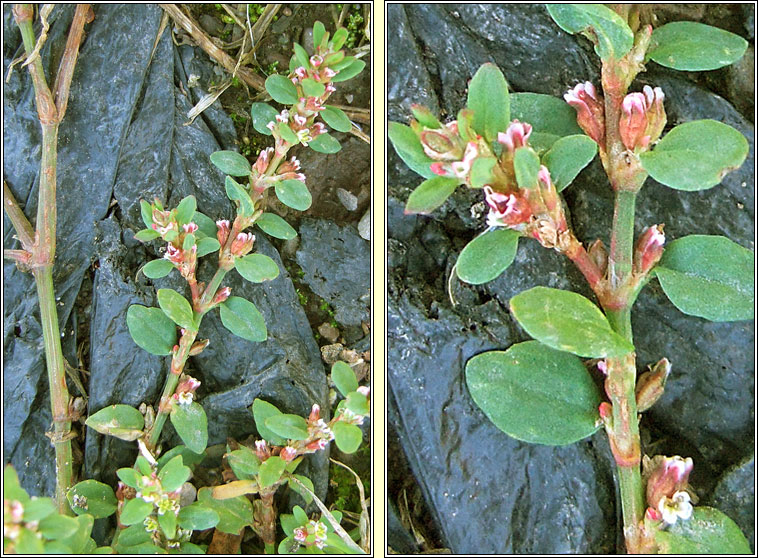 Equal-leaved Knotgrass, Polygonum arenastrum, Gl�ineach ghainimh