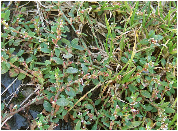 Equal-leaved Knotgrass, Polygonum arenastrum, Gl�ineach ghainimh