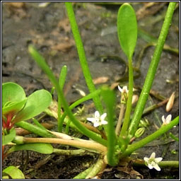 Mudwort, Limosella aquatica, Lus latha�