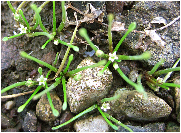 Mudwort, Limosella aquatica, Lus latha�
