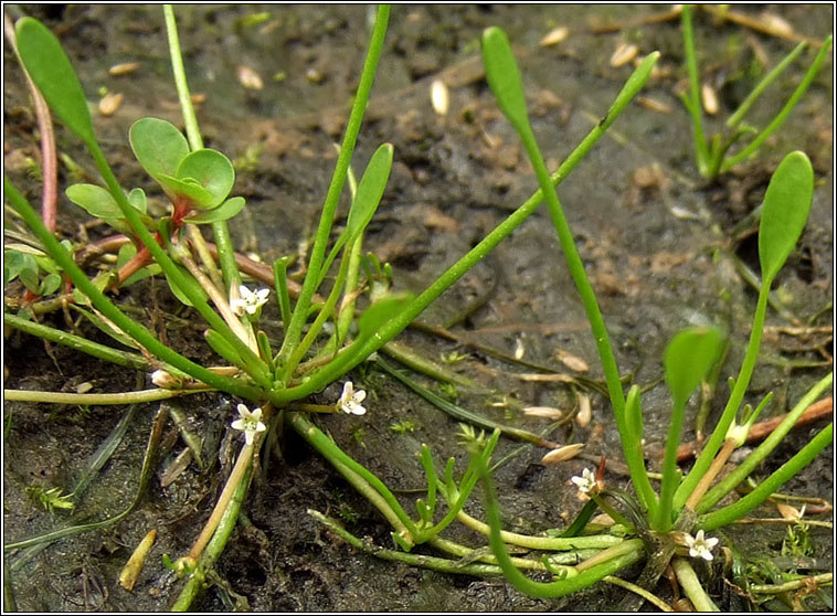 Mudwort, Limosella aquatica, Lus latha�