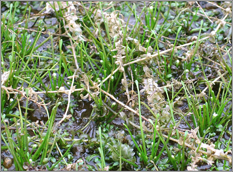 Mudwort, Limosella aquatica, Lus latha�