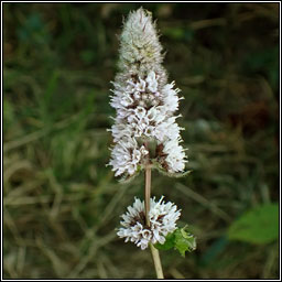 Spear Mint, Mentha spicata, Cartlainn gharra�