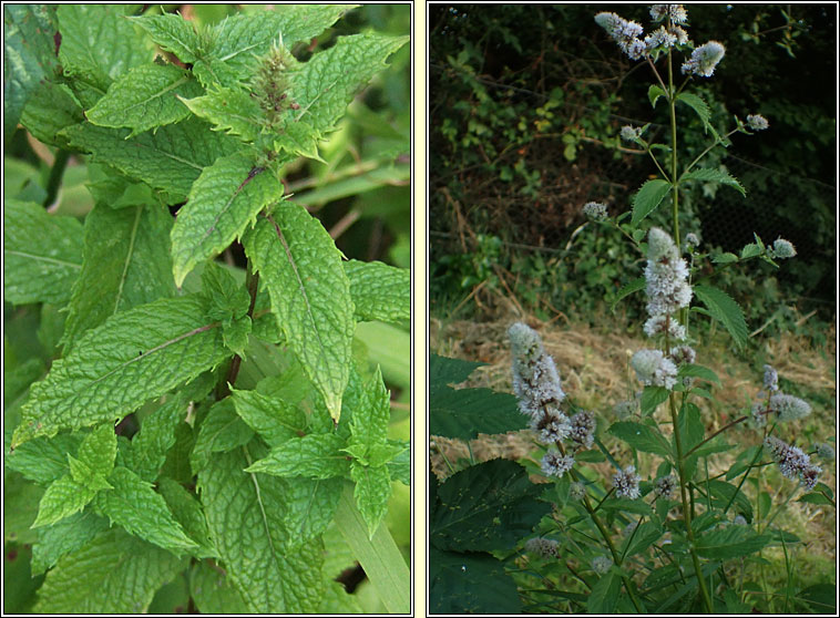 Spear Mint, Mentha spicata, Cartlainn gharra�
