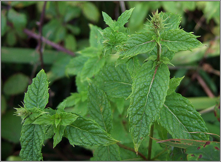 Spear Mint, Mentha spicata, Cartlainn gharra�