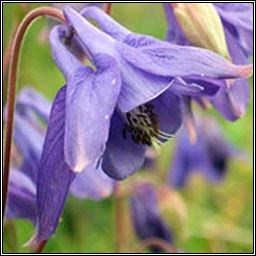 Columbine, Aquilegia vulgaris, Colaimb�n