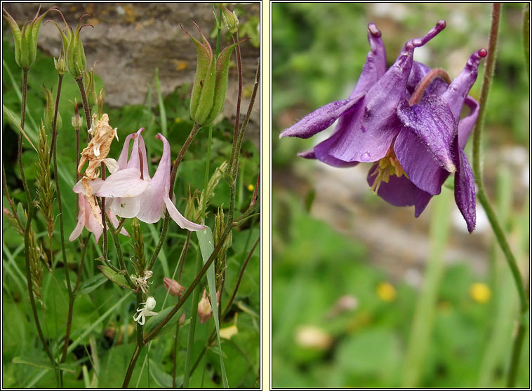 Columbine, Aquilegia vulgaris, Colaimb�n