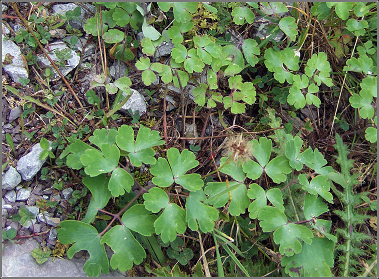 Columbine, Aquilegia vulgaris, Colaimb�n