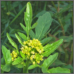 Marsh Yellow-cress, Rorippa palustris, Biolar bu� corraigh