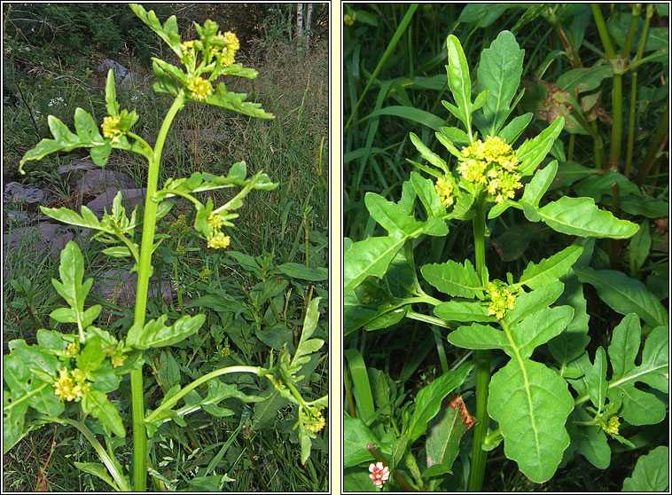 Marsh Yellow-cress, Rorippa palustris, Biolar bu� corraigh