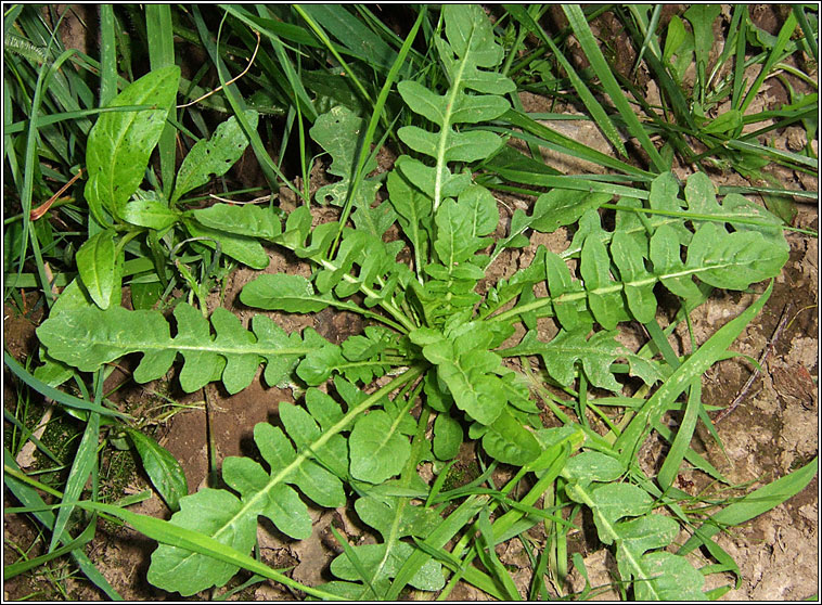 Marsh Yellow-cress, Rorippa palustris, Biolar bu� corraigh