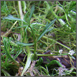 Lesser Marshwort, Helosciadium inundatum, Smaileog bh�ite